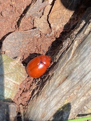 Leptinotarsa rubiginosa