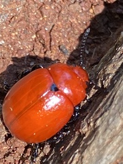 Leptinotarsa rubiginosa