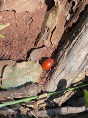 Leptinotarsa rubiginosa