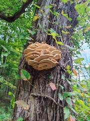 Climacodon septentrionalis