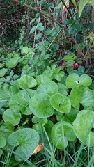 Petasites pyrenaicus