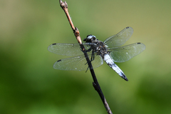 Libellula fulva