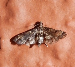 Sufetula
