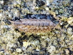 Porcellionides cingendus