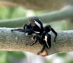 Carrhotus viduus