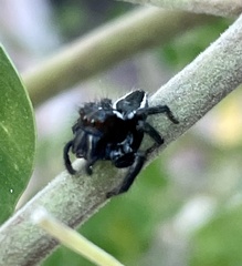Carrhotus viduus