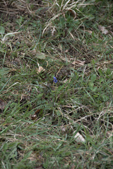 Muscari