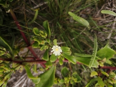 Mesembryanthemum aitonis