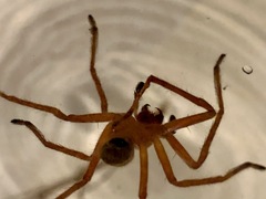 Neosparassus diana