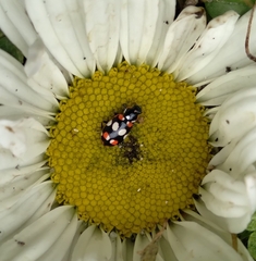 Eriopis connexa