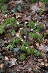 Anemonoides nemorosa