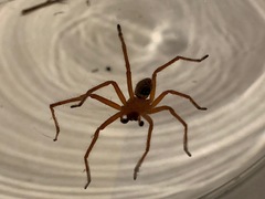 Neosparassus diana