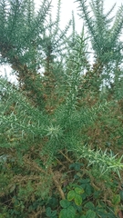 Ulex