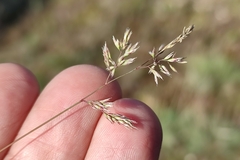 Corynephorus canescens