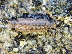 Porcellionides cingendus