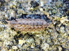 Porcellionides cingendus