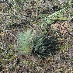 Corynephorus canescens