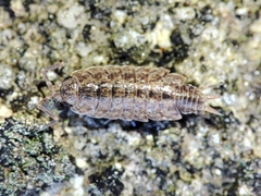 Porcellionides cingendus