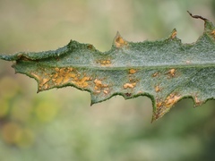 Coleosporium