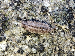 Porcellionides cingendus