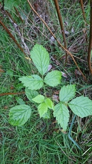 Rubus idaeus