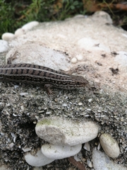 Trachylepis capensis