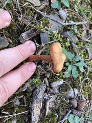 Laccaria bicolor