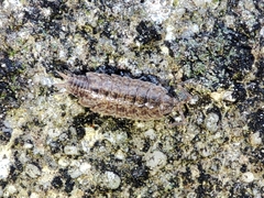 Porcellionides cingendus