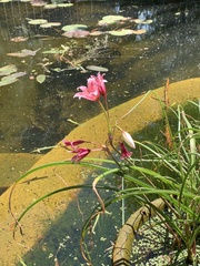 Crinum campanulatum
