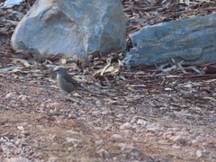 Climacteris picumnus