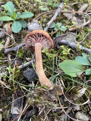 Laccaria bicolor
