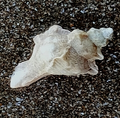 Pterochelus triformis