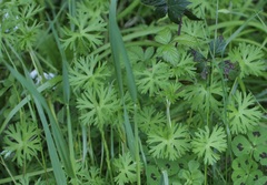 Geranium dissectum