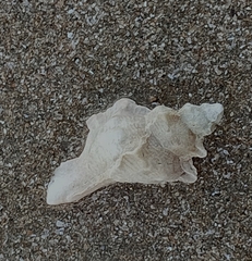 Pterochelus triformis