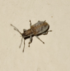 Cyphicerini