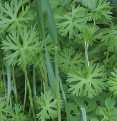Geranium dissectum