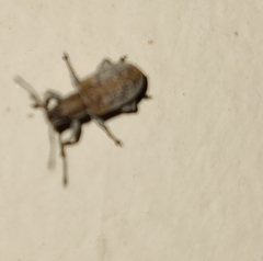 Cyphicerini