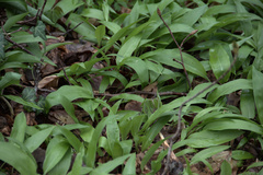 Allium ursinum