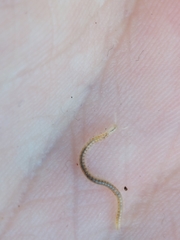 Blaniulus guttulatus