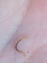 Blaniulus guttulatus