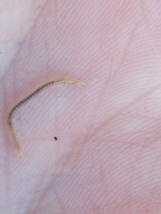 Blaniulus guttulatus