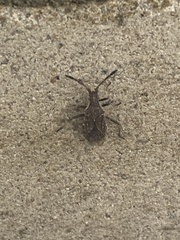 Coriomeris denticulatus