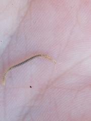 Blaniulus guttulatus