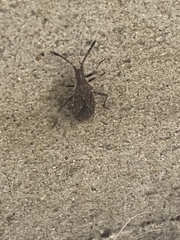 Coriomeris denticulatus