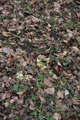 Primula elatior