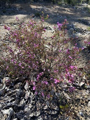 Boronia crenulata