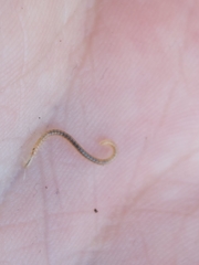 Blaniulus guttulatus