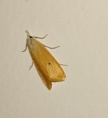 Scirpophaga incertulas