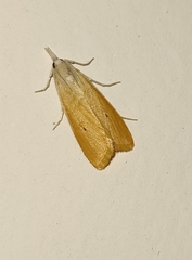 Scirpophaga incertulas