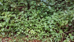 Salvia carnea